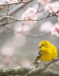 春天小鸟唯美意境图片
