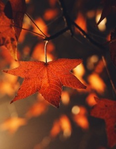 红色枫叶唯美意境图片