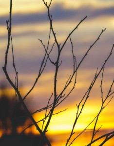 黄昏枯枝唯美意境图片