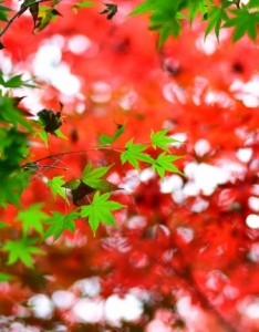 枫叶唯美意境图片