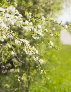 清新梦幻唯美意境图片
