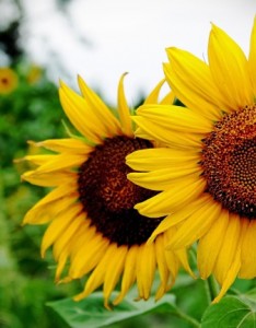 向日葵唯美意境图片