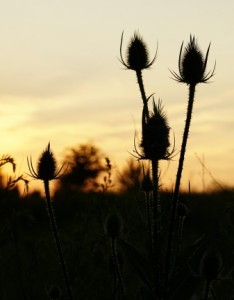 黄昏剪影唯美意境图片