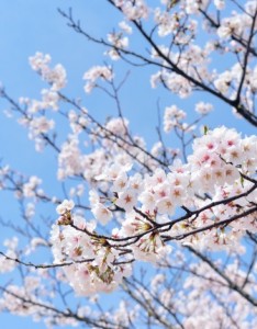 日本樱花唯美意境图片