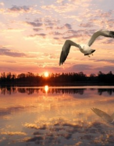 飞翔的海鸥唯美意境图片