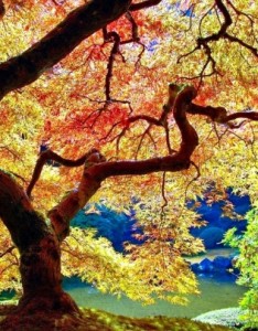 枫树唯美意境图片