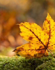 枫叶图片唯美意境图片