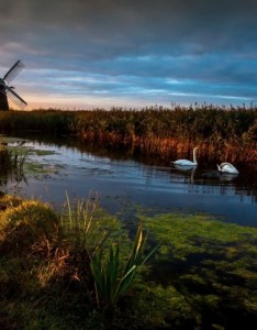 芦苇荡唯美意境图片