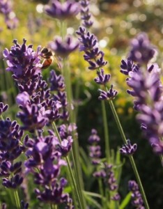 唯美意境薰衣草图片