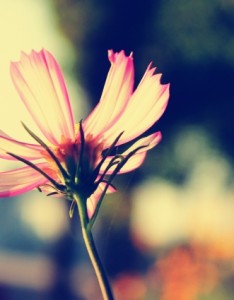 治愈系唯美意境图片