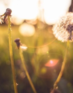 唯美意境蒲公英图片