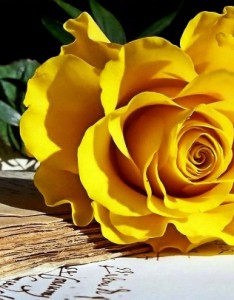 黄色玫瑰花唯美意境图片