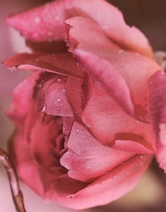 花唯美伤感意境图片