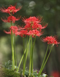 彼岸花唯美意境图片