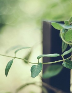 残缺唯美的植物照片