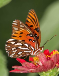 唯美蝴蝶花卉图片