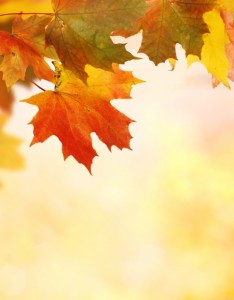 秋天落叶背景图片