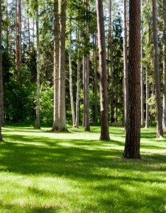 森林唯美意境图片
