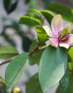 自然唯美花朵图片