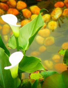 唯美马蹄莲高清图片