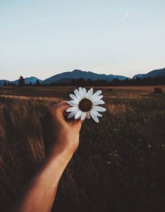 一花一世界唯美意境图片