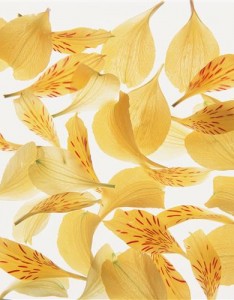 唯美浪漫的，花瓣组合成的唯美背景