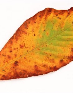 图片清新淡雅树叶，唯美红色的树叶很经典的