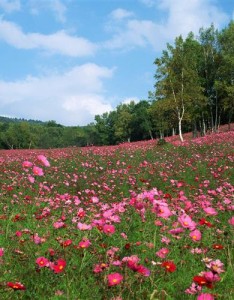 适合做的风景图片清新脱俗，人人值得拥有快来换上吧