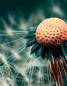 风景植物精选，喜欢那种你就挑选吧