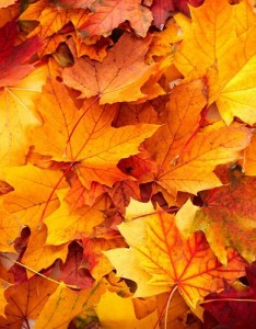 2023风景图清新，多么壮丽的景色尽收眼底