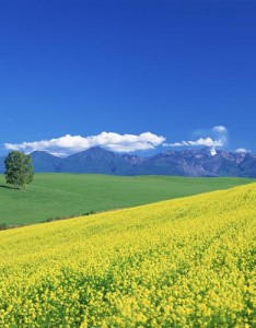 风景图片花草，这美景顿然心悟，豁然开朗