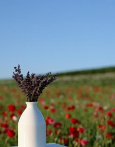 个性唯美图片风景图花朵，恬静的看了心情很舒服的