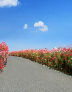 风景专用图片，美丽极了