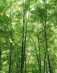 好看绿色清新风景，看着美景，陶醉其中