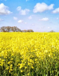 图片大全唯美，风景花朵绿叶应有尽有