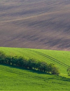 绿色草原系养心又养眼招财聚财带来好运的风景微信图片