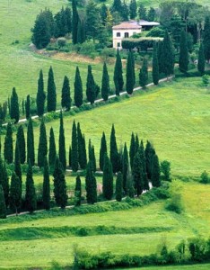 绿色好看风景唯美图片，我喜欢绿色以及大自然中的一切