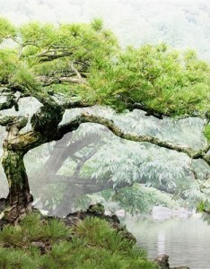 适合风景图片大全，都给你带来好心情好运气