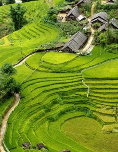 真实自然风景，农田梯田风景神奇画卷美家园