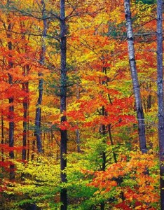 风景图片大全大自然，远远望去风景是多么美丽