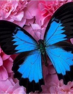 蝴蝶、自然美景、人文建筑系风景带来好运的