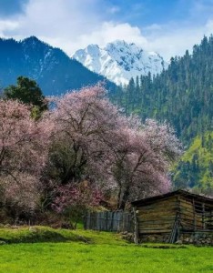 2023最舒心的，青山碧水，原野绿树，风景系列