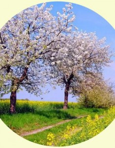 与众不同多种风格的图片，非常真实的风景设计