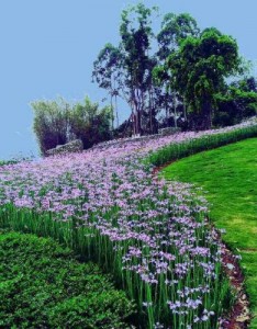 有花有草有风景，这样的唯美意境图片，太好看了