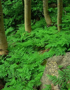 意境唯美图片风景招财2023，再美的地方有有微风陪伴