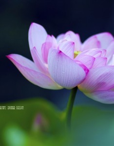 唯美意境图片风景招财，再美的地方有有微风陪伴