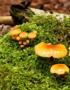 唯美清新意境图片，绿色滑腻的苔藓图片