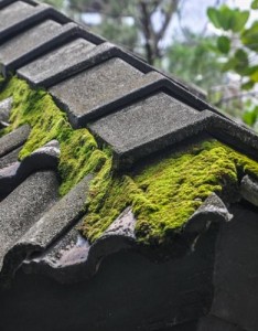 清新唯美意境图片，绿色浓密的苔藓图片