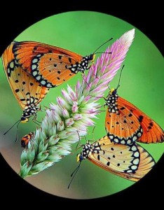 最适合唯美的图片，超美的花朵组图