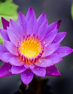 适合唯美的荷花图片清晰点的，清新淡雅的睡莲图片